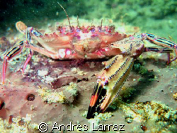 crab w/ one claw by Andres Larraz 